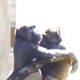 Monkeys Hugging Sticker