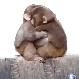 Monkeys Hugging On Wooden Fence Sticker