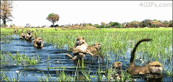 Monkeys Hurry Up Passing Through River GIF