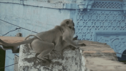 Monkeys Looking For Food In Monsoon Season GIF