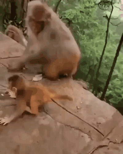 Monkeys Playing With Food On Ground GIF