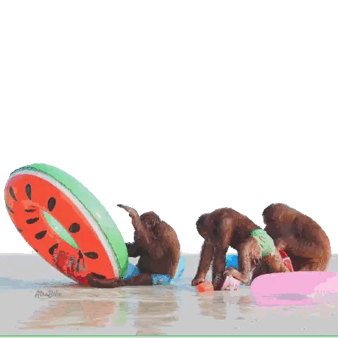 Monkeys Playing With Watermelon Float Sticker