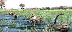 Monkeys River Swimming GIF
