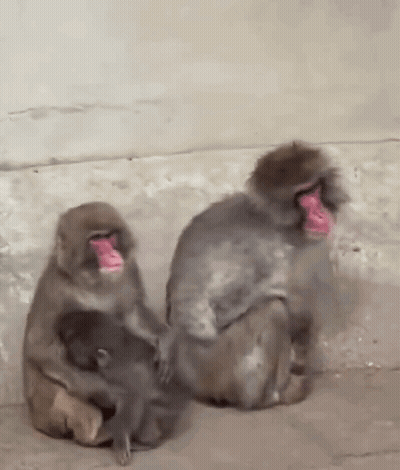 Monkeys Sitting One Holding Baby GIF