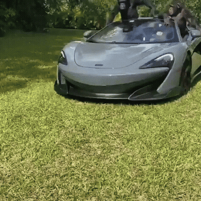 Monkeys Standing On Car GIF
