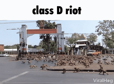 Monkeys Walking Down Street Class D Riot GIF