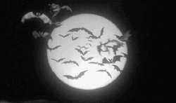 Monochromatic Bats In Full Moon GIF