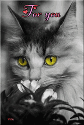 Monochromatic Thank You Cat GIF