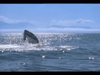 Monster Mosasaurus Throw GIF