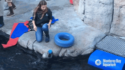 Monterey Bay Aquarium Seal Score GIF