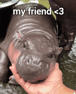 Moo Deng My Friend GIF