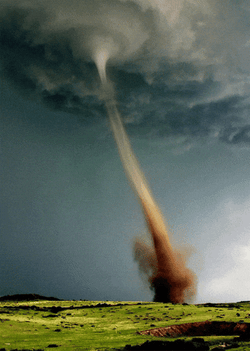 Moo On A Tornado GIF