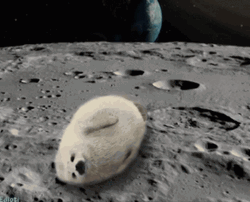 Moon Seal Cuddle