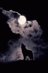 Moon Wolf Howl Silhouette GIF