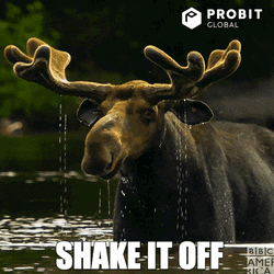 Moose GIF