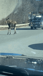 Moose GIF