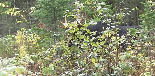 Moose Enjoying Grass GIF