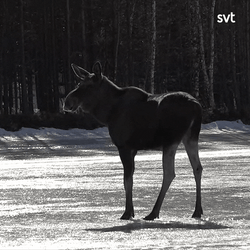 Moose Falls In The Hole GIF