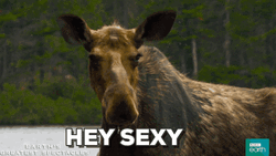 Moose Hey Sexy GIF