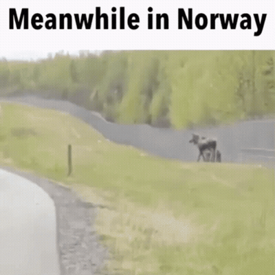 Moose Standing By Road With Meanwhile In Norway GIF