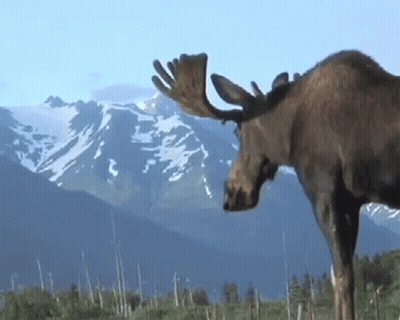 Moose Standing In Mountain Range GIF