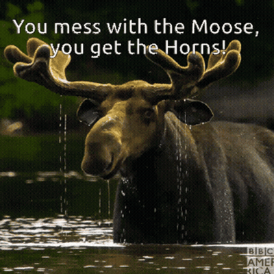 Moose Standing In Water With Caption You Mess With The Moose You Get The Horns GIF