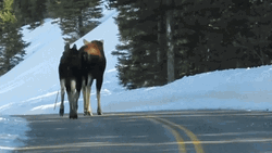 Moose Strolling On The Road GIF