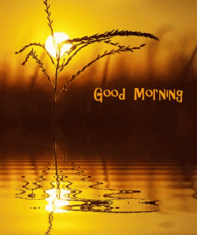 Morning Greeting Card With Tree GIF