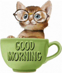 Morning Kitty GIF