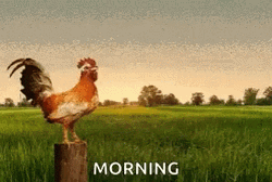 Morning Sunrise Rooster Crocking GIF