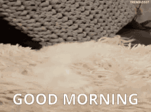 Morning Wake Up Dog