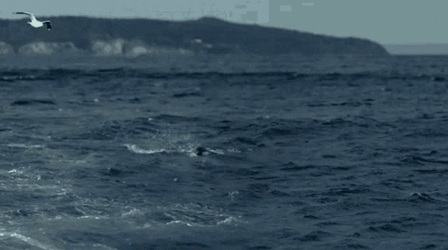 Mosasaurus Great Catching Shark GIF