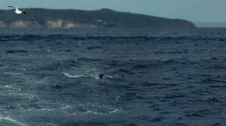 Mosasaurus Great Whale Shark GIF