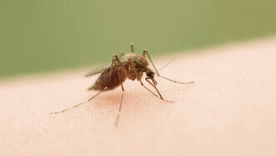 Mosquito Crawling On Arm GIF