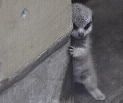 Mosquito Crawling On Arm Saying LOL GIF