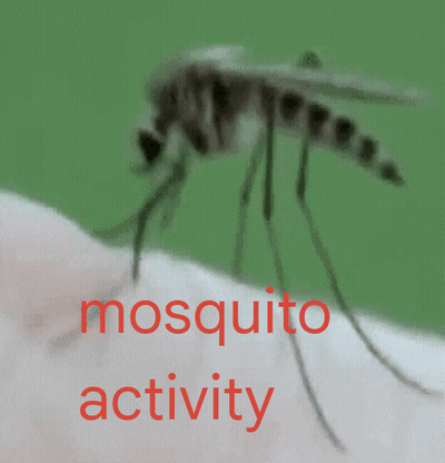 Mosquito Crawling On Arm Saying Mosquito Activity GIF