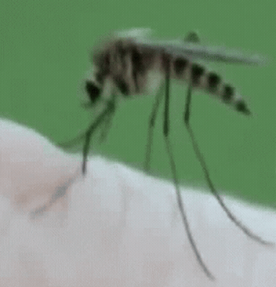 Mosquito Crawling On Arm GIF