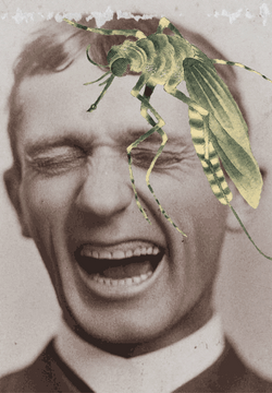 Mosquito Face Filter GIF