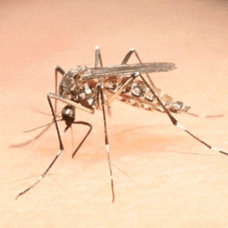 Mosquito Long Legs  GIF