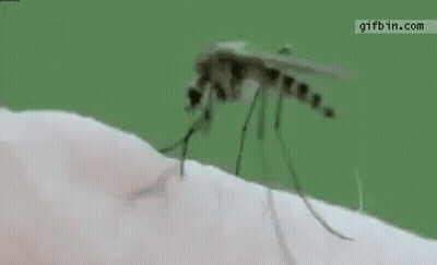 Mosquito On Arm With Word Mosquito GIF