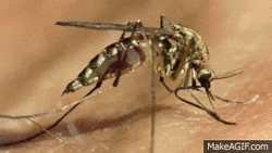 Mosquito Serious Bite GIF