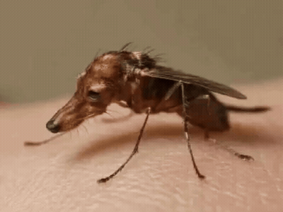 Mosquito With Dog Head On Arm GIF