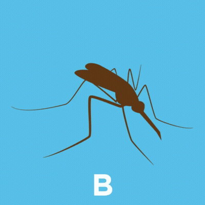 Mosquito With Letter B GIF