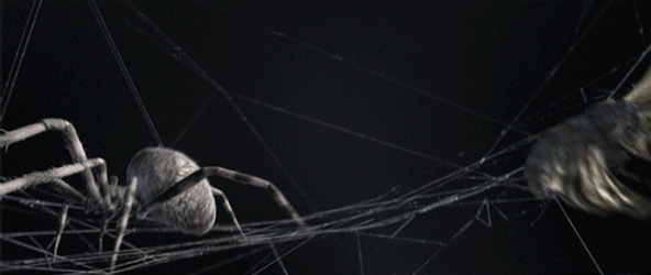 Moth Chased By Spider GIF