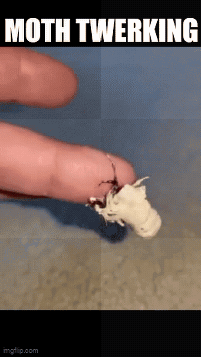 Moth Crawling Saying Moth Twerking GIF