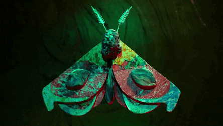 Moth Eye Wings GIF