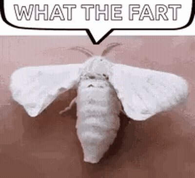 Moth Guy + Monday