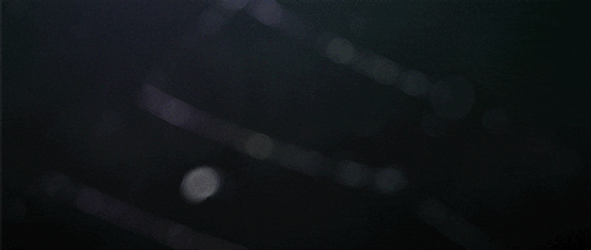 Moth In Web Trap GIF