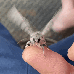 Moth Landed On Hand GIF