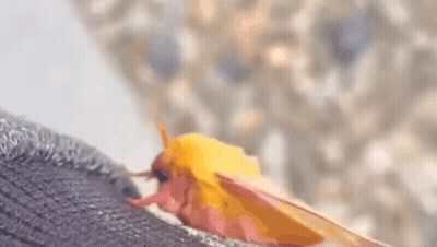 Moth On Socks GIF